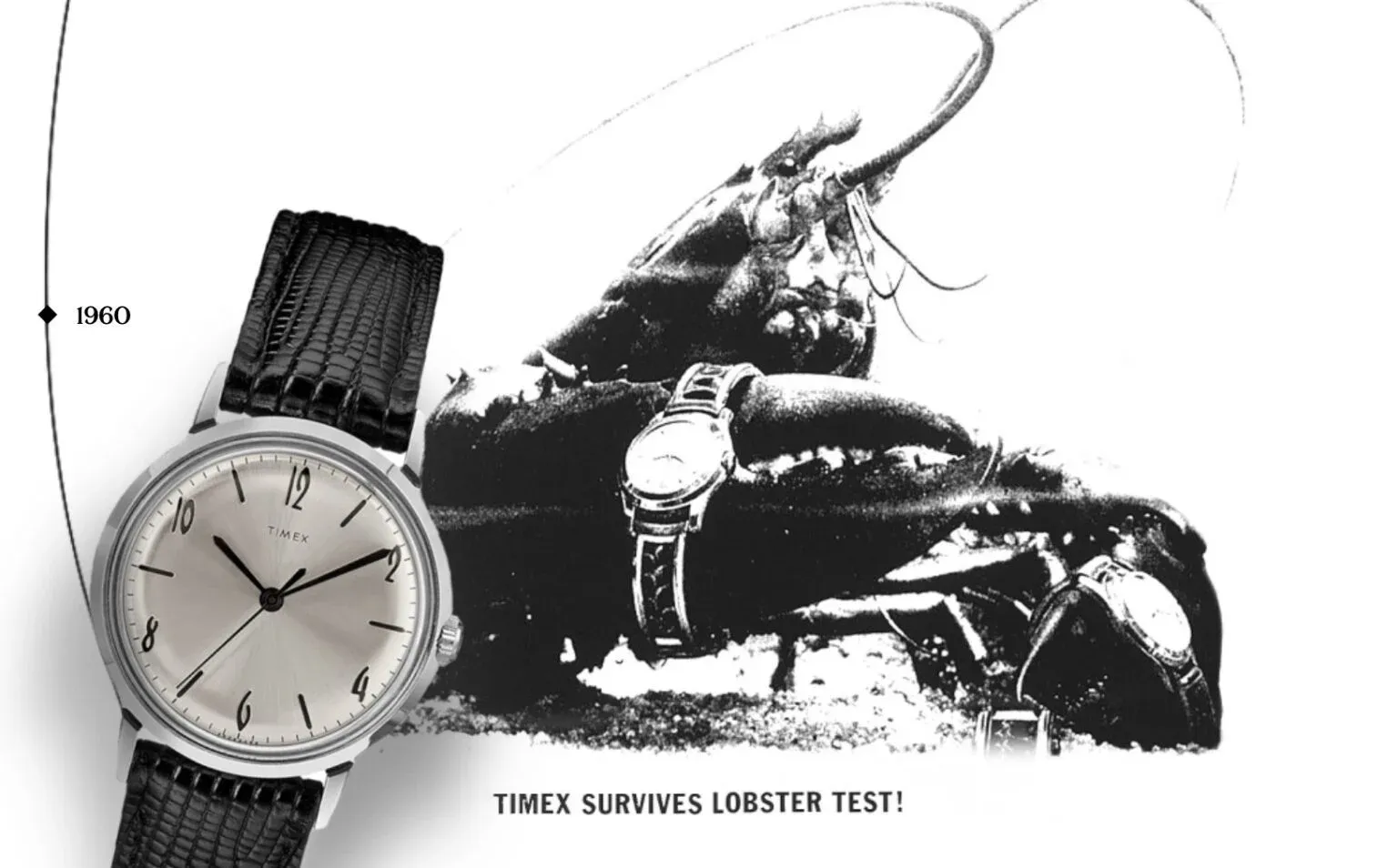Timex watch from 1960 alongside a lobster, showcasing its durability with the iconic 'Lobster Test'