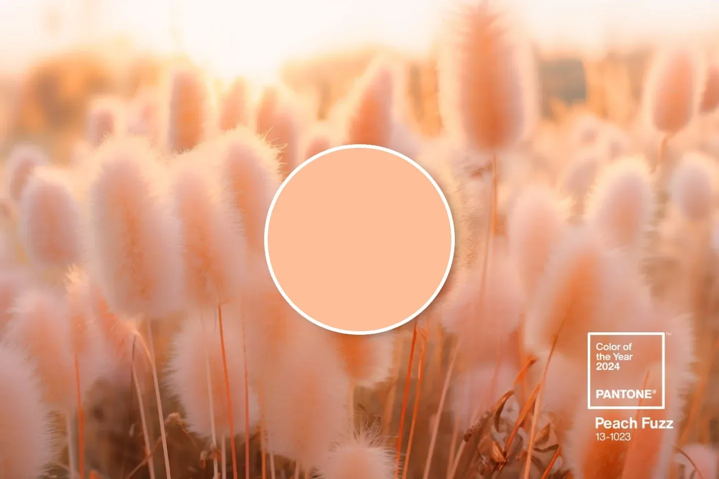Pantone 13-1023 Peach Fuzz captures our desire to nurture ourselves and others. It's a velvety gentle peach tone whose all-embracing spirit enriches mind, body, and soul - Pantone