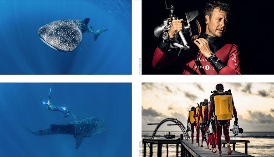 The Whale Shark Project