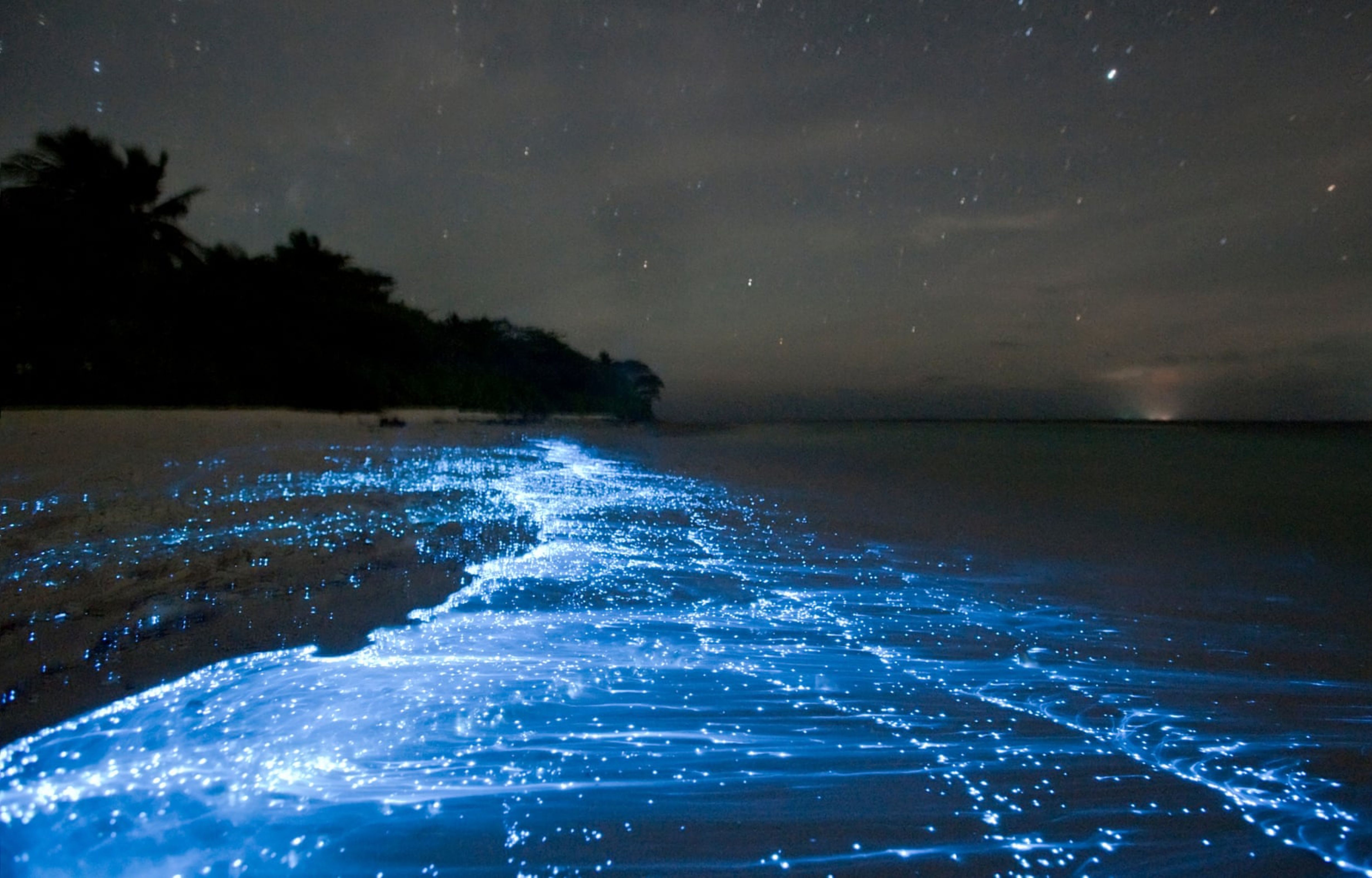 phosphorescent sea.jpg